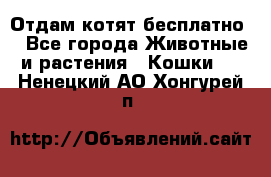 Отдам котят бесплатно  - Все города Животные и растения » Кошки   . Ненецкий АО,Хонгурей п.